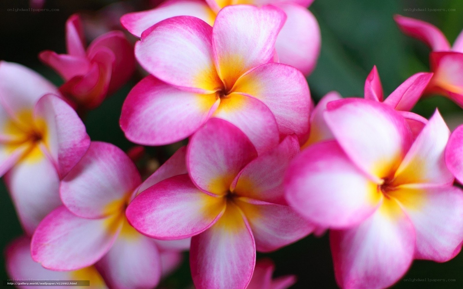 Pink frangipani flowers