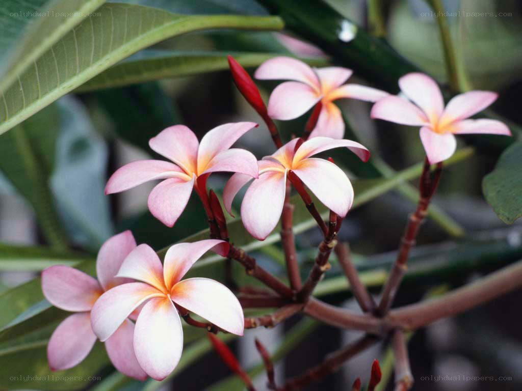 pink frangipani flowers