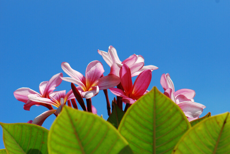 Pink Frangipani Flowers — Blue, Serene