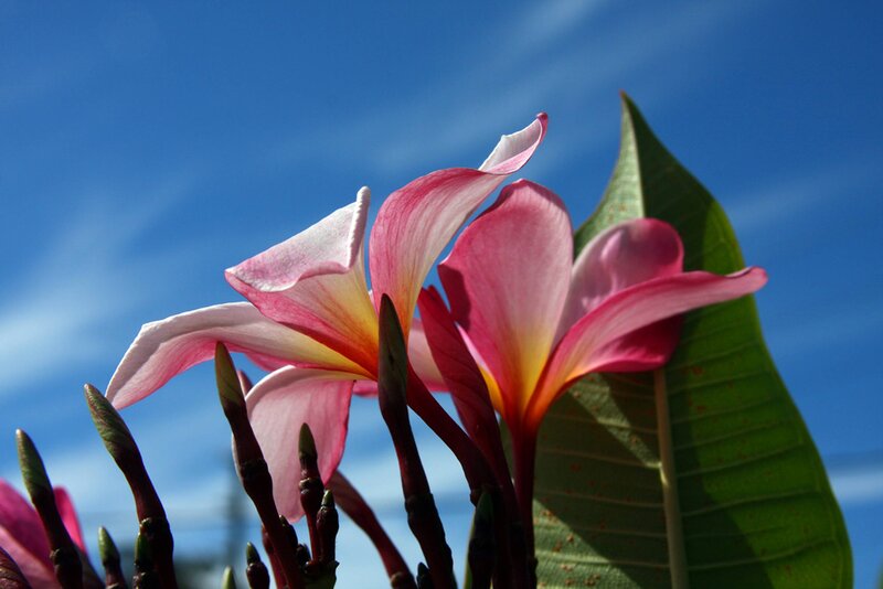 Pink Frangipani Flowers — Blue