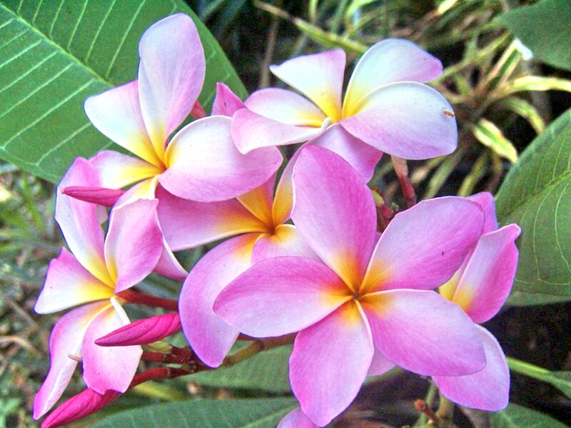 Pink Frangipani Flowers — Calm, Afternoon, Photograph