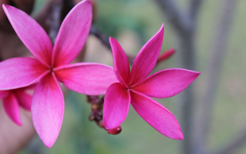 Pink Frangipani Flowers — Calm, Afternoon