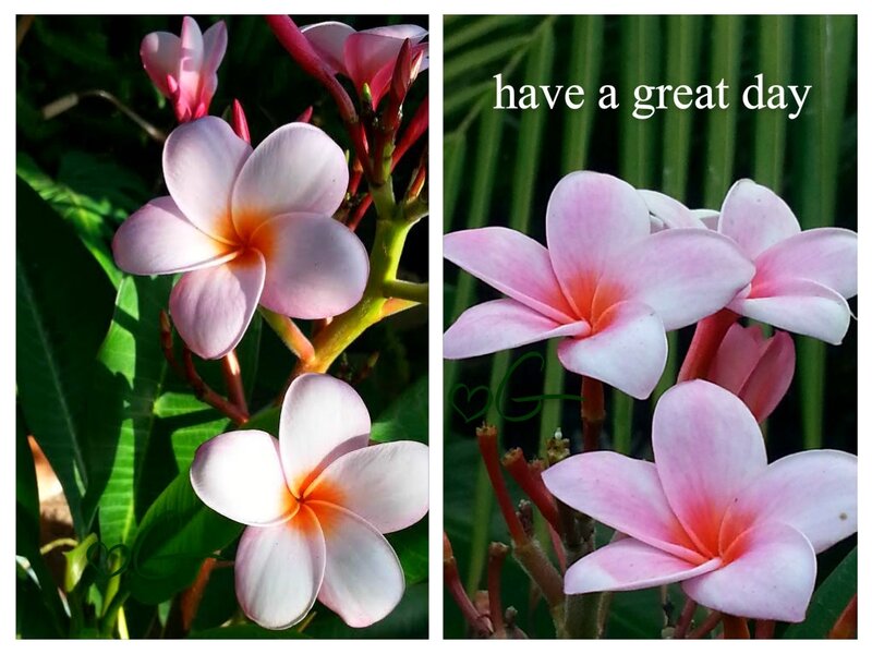 Pink Frangipani Flowers — Calm, Morning