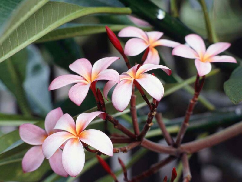 Pink Frangipani Flowers — Calm, Photograph
