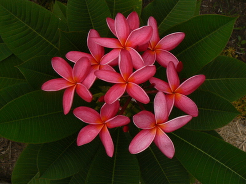 Pink Frangipani Flowers — Calm