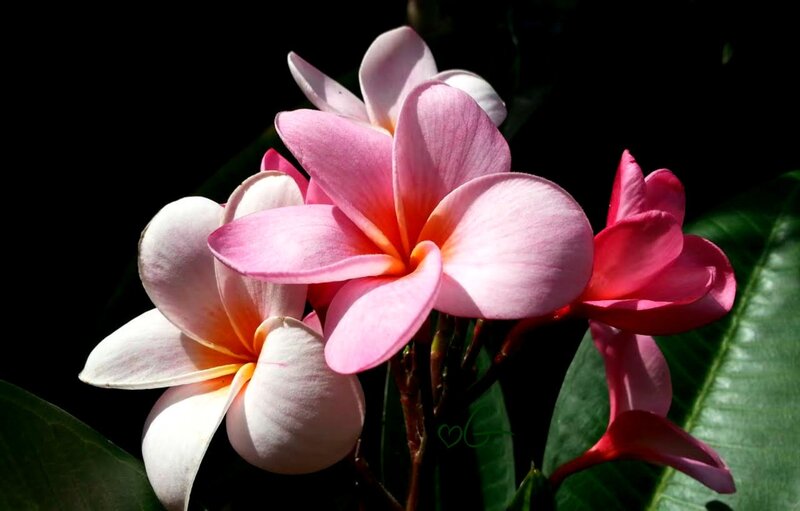 Pink Frangipani Flowers — Dramatic, Afternoon