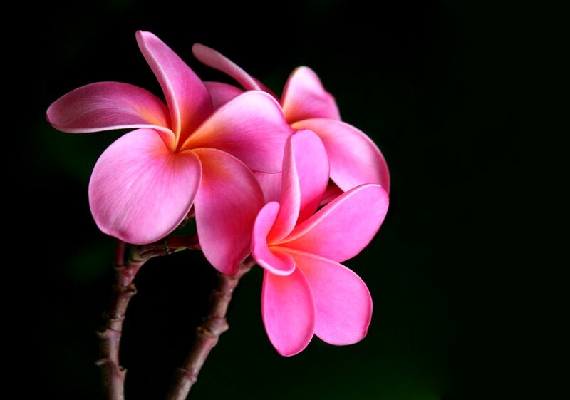 Pink Frangipani Flowers — Dramatic