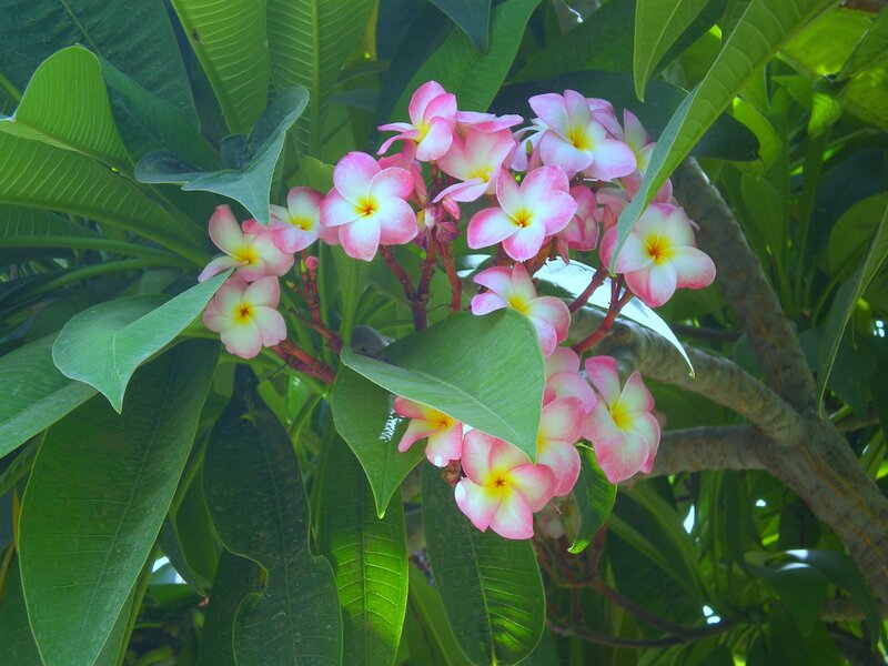 Pink Frangipani Flowers — Green