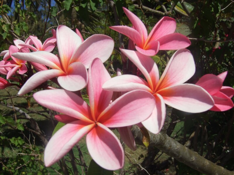 Pink frangipani flowers in bloom