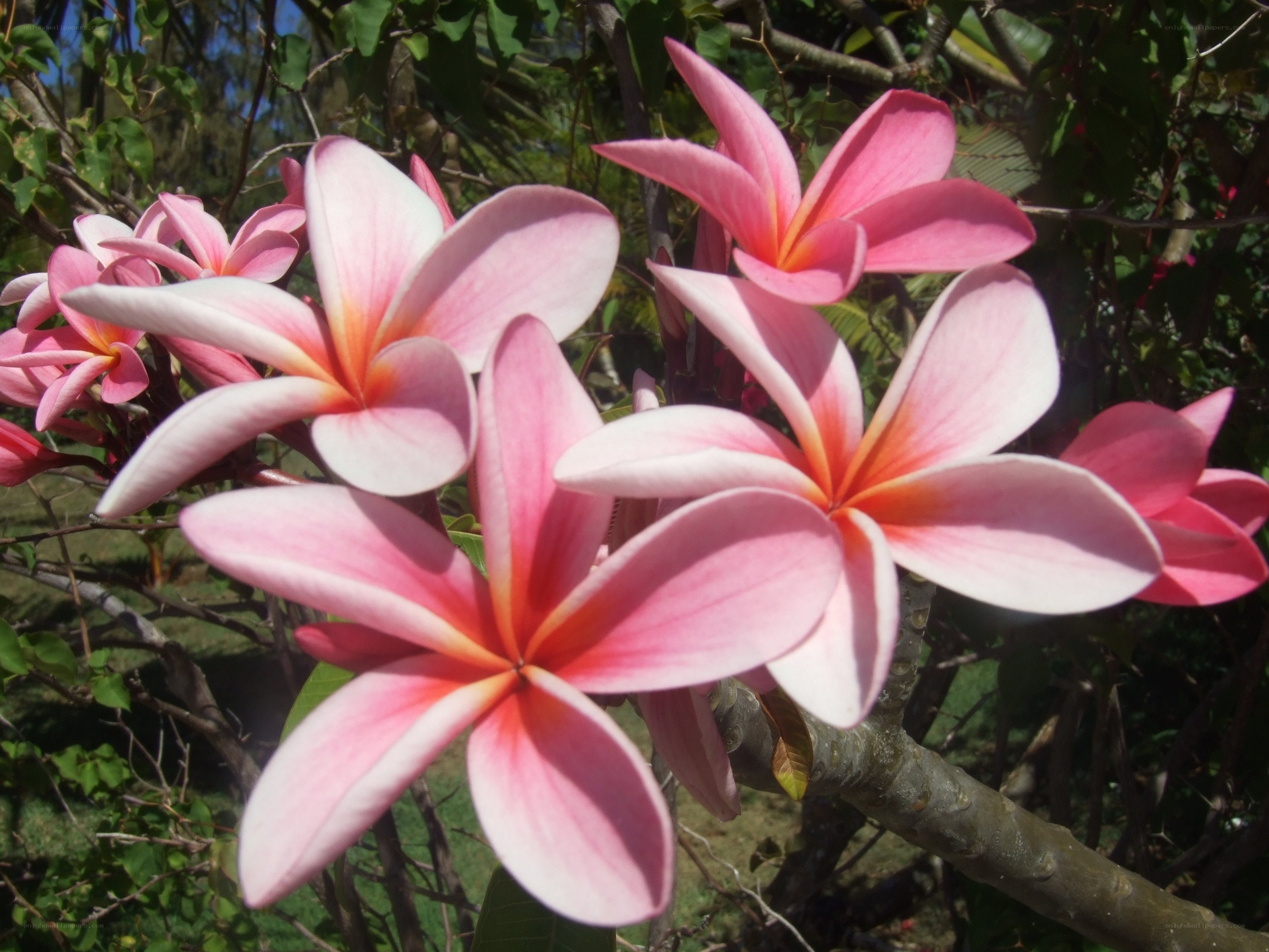 Pink frangipani flowers in bloom
