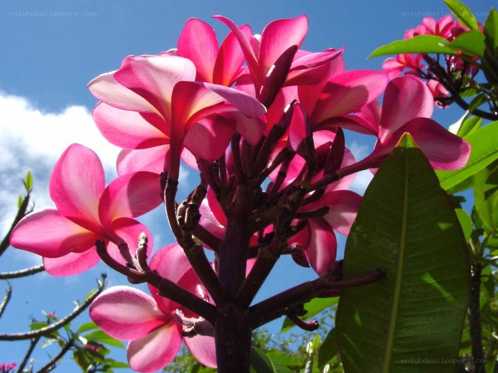 Pink frangipani flowers in bloom