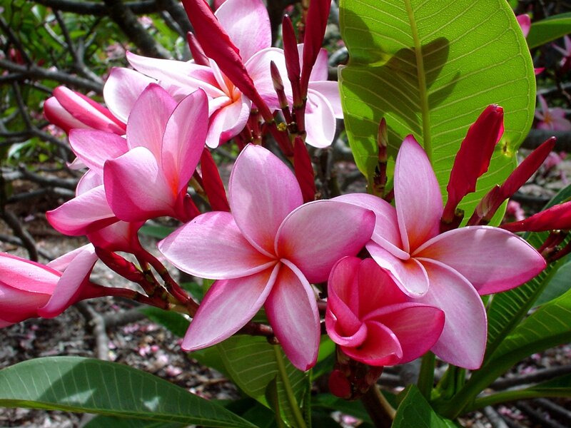 Pink frangipani flowers in bloom