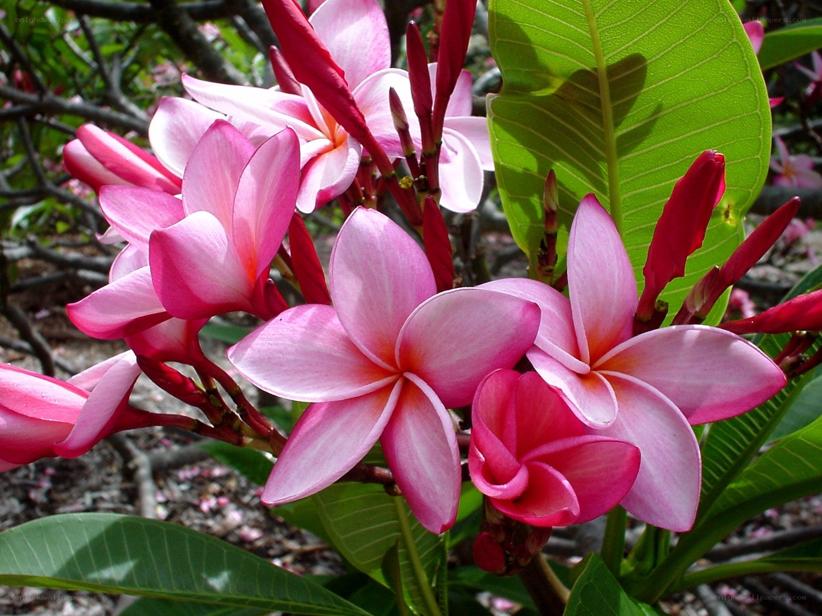 Pink frangipani flowers in bloom