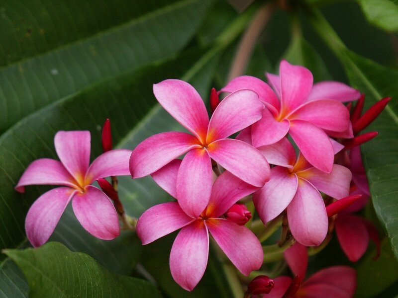 Pink Frangipani Flowers — Natural, Afternoon, Photograph, Green Leaves