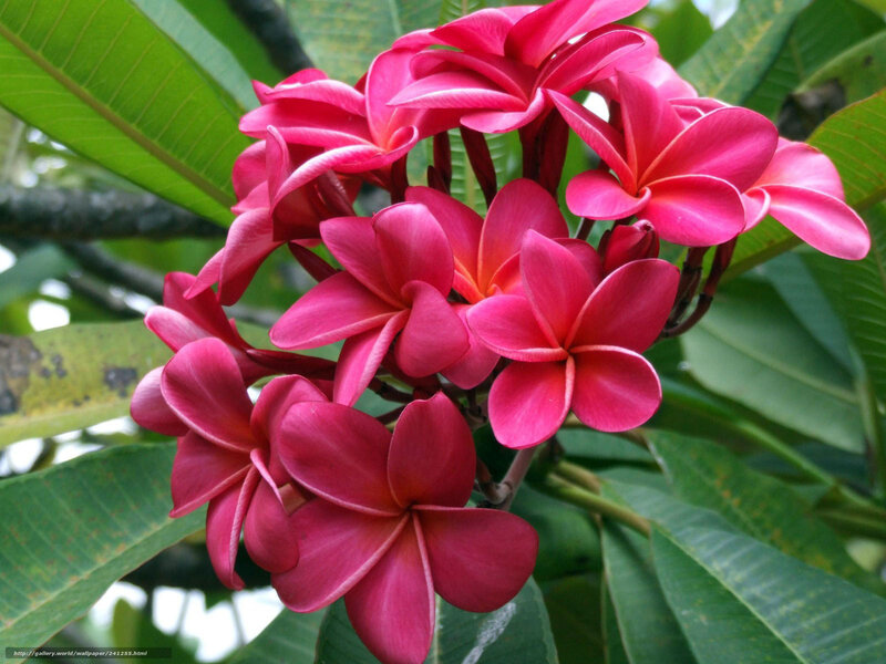 Pink Frangipani Flowers — Natural, Afternoon, Photograph