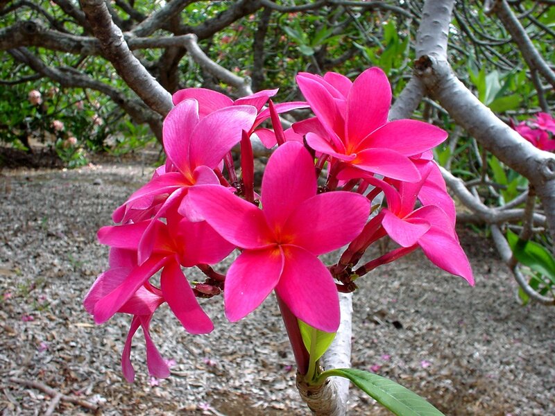Pink Frangipani Flowers — Natural, Afternoon