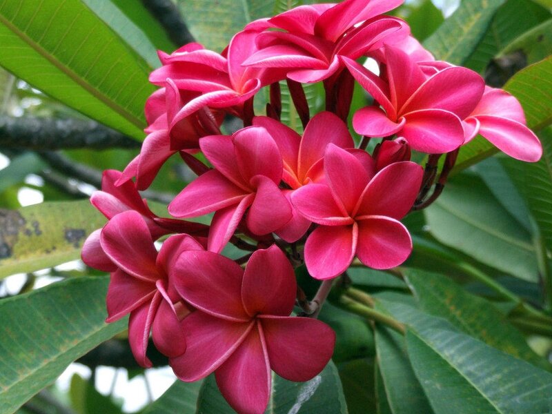Pink Frangipani Flowers — Natural
