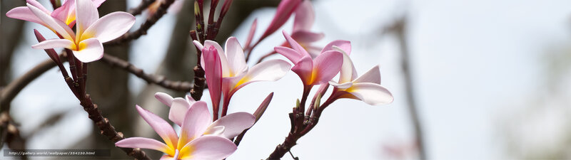 Pink frangipani flowers on a branch