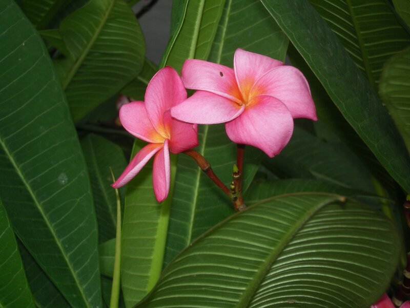 Pink Frangipani Flowers — Photograph
