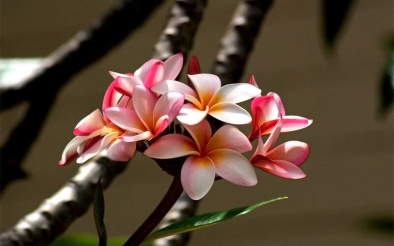 Pink Frangipani Flowers — Serene, Afternoon, Photograph, Branch, Leaf