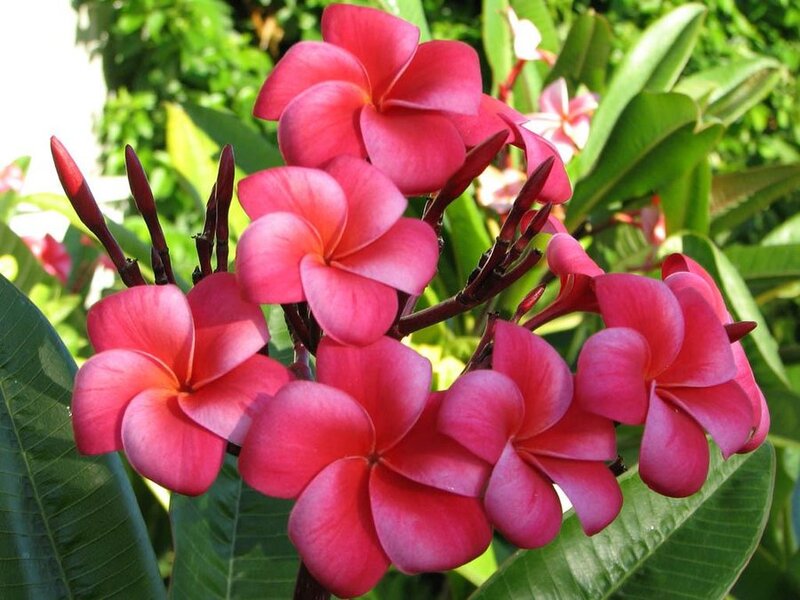 Pink Frangipani Flowers — Serene, Afternoon, Photograph, Buds
