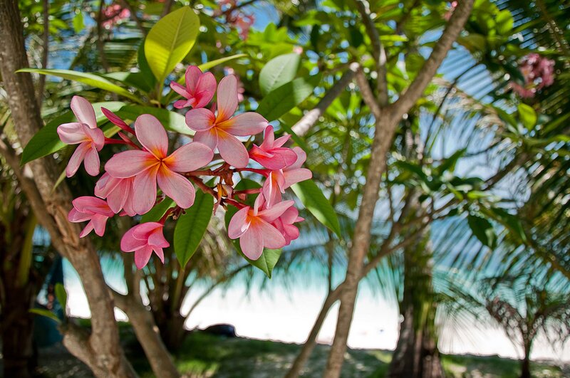 Pink Frangipani Flowers — Serene, Afternoon, Photograph, Green Leaves, Palm Trees