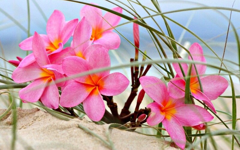 Pink Frangipani Flowers — Serene, Afternoon, Photograph, Sand