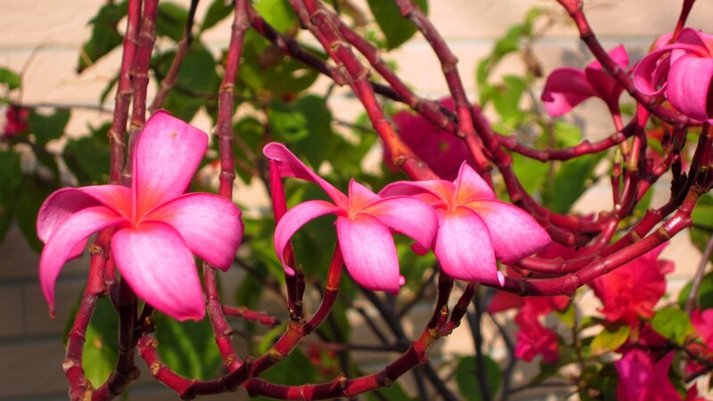 Pink Frangipani Flowers — Serene, Afternoon, Photograph