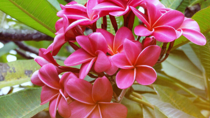 Pink Frangipani Flowers — Serene, Afternoon