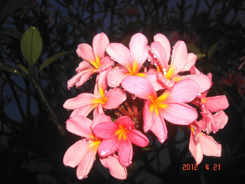 Pink Frangipani Flowers — Serene, Night