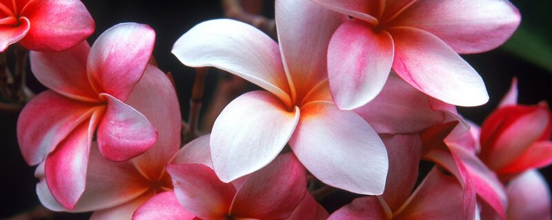 Pink Frangipani Flowers — Serene, Photograph, Bloom, Petals
