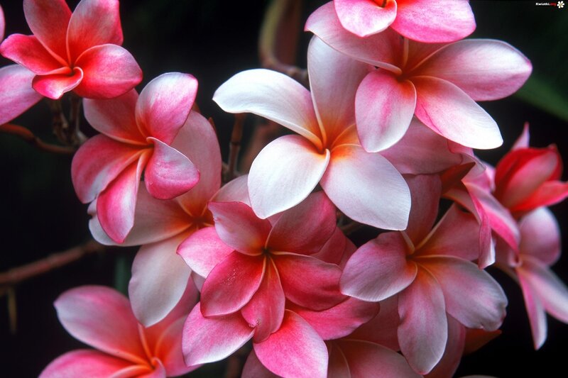 Pink Frangipani Flowers — Serene, Photograph, Bloom