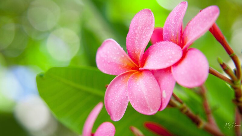 Pink Frangipani Flowers — Serene, Photograph, Leaves, Buds