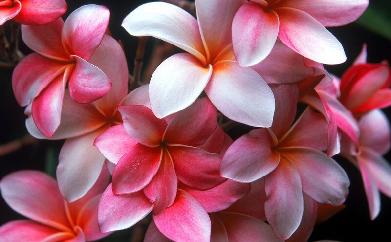 Pink Frangipani Flowers — Serene, Photograph