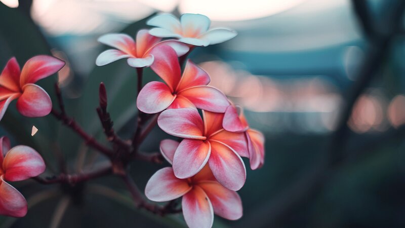 Pink Frangipani Flowers — Serene, Sunset