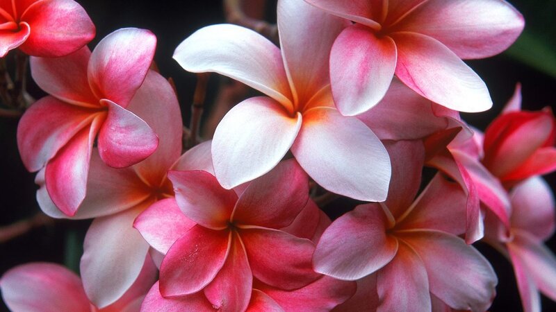 Pink Frangipani Flowers — Serene