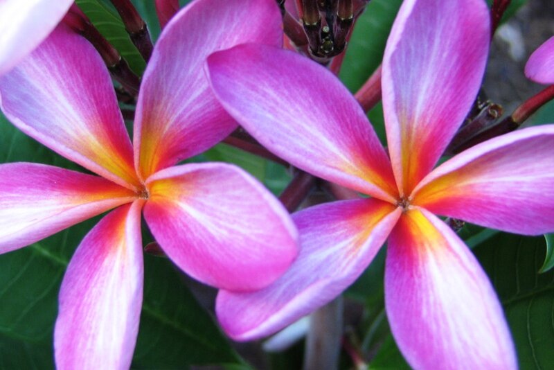 Pink Frangipani Flowers — Vibrant, Afternoon, Photograph