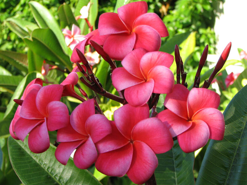 Pink Frangipani Flowers — Vibrant, Afternoon