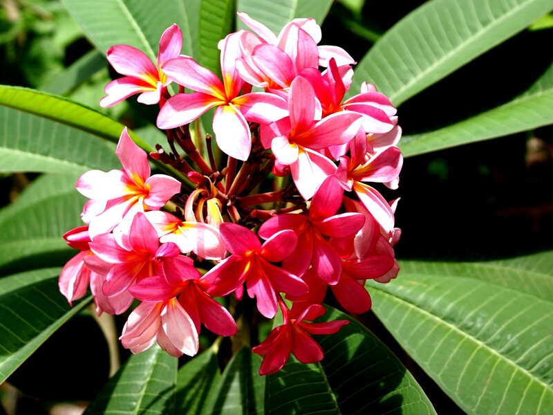 Pink Frangipani Flowers — Vibrant