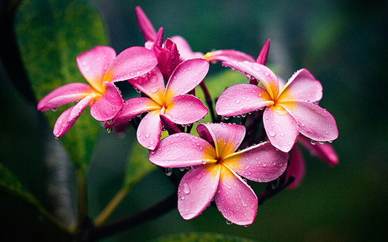 pink frangipani flowers with water droplets