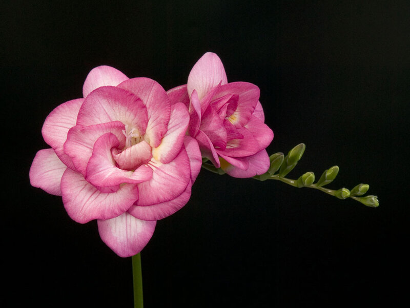 Pink Freesia Flower — Dramatic