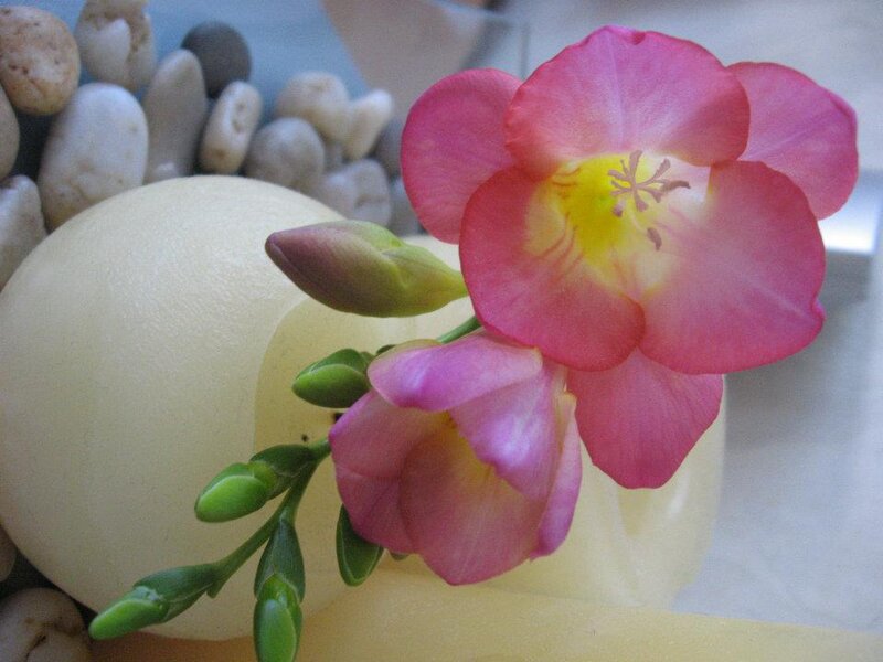 Pink Freesia Flower