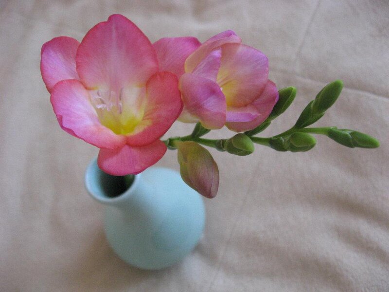 Pink Freesia Flowers — Calm