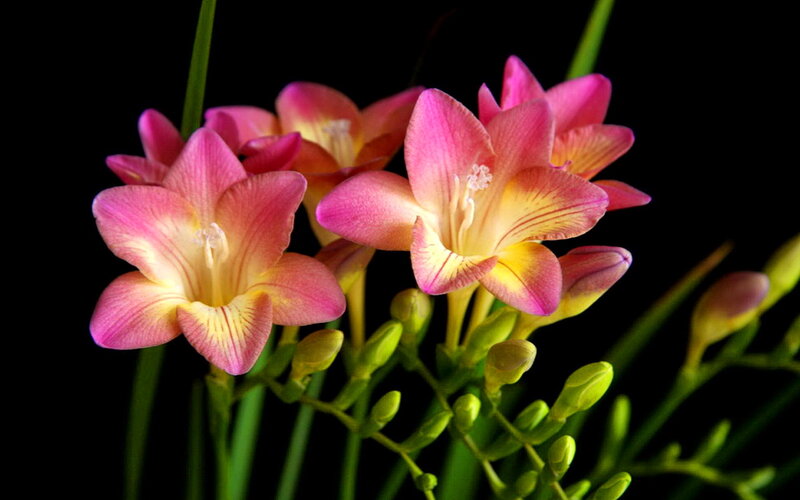 Pink Freesia Flowers — Dramatic