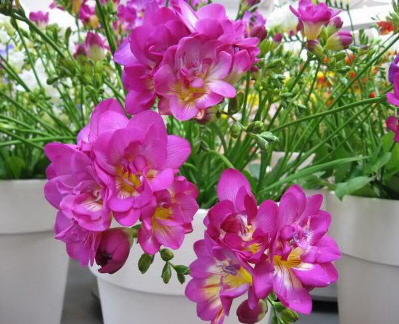 Pink Freesia Flowers