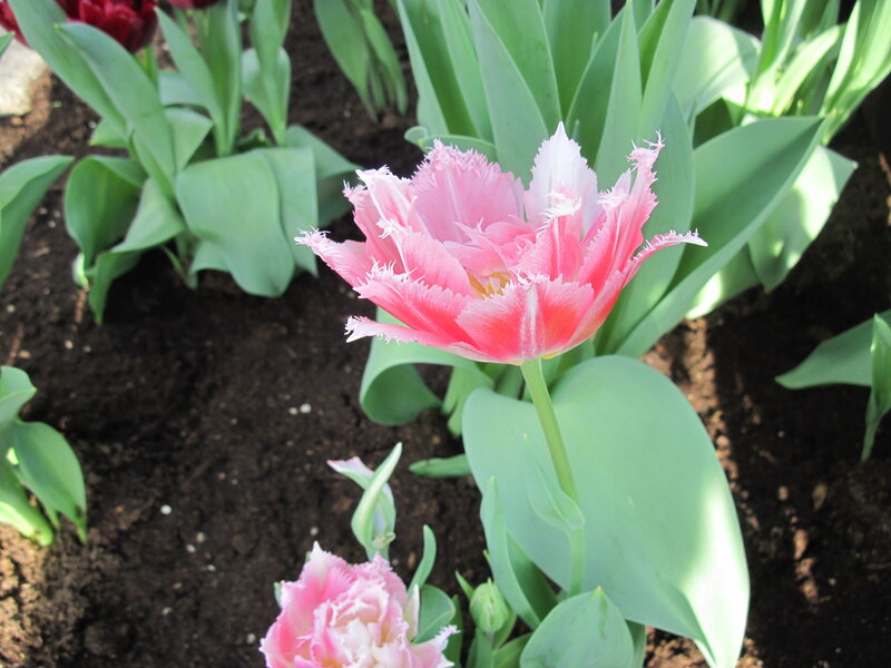 Pink Fringed Tulip — Calm