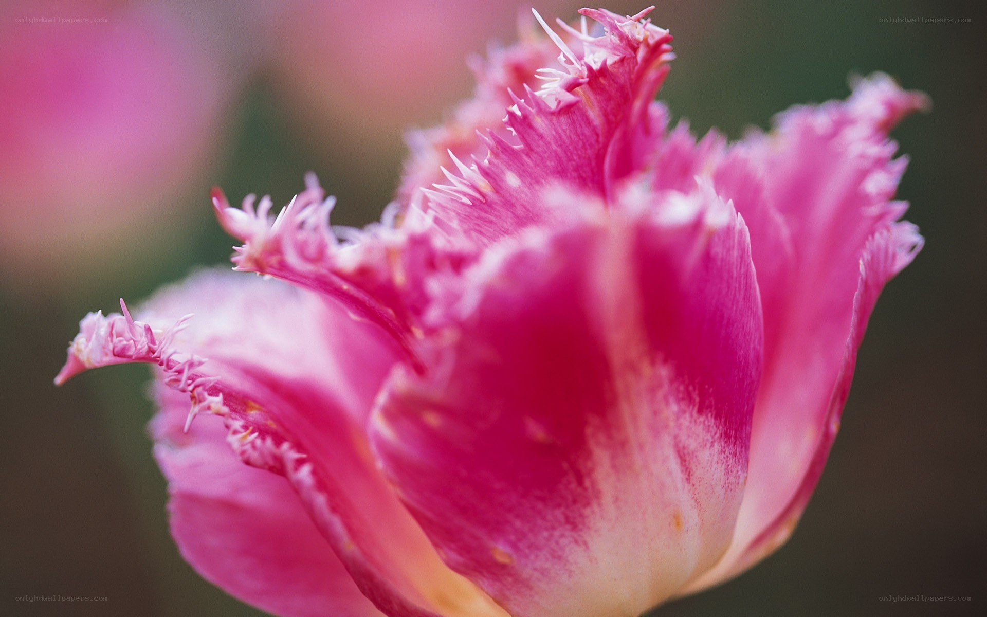 Pink fringed tulip close-up