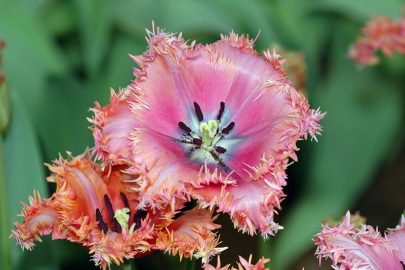 Pink Fringed Tulip — Natural