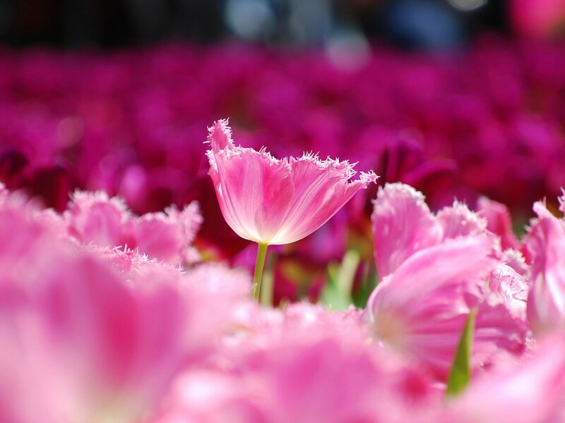 Pink Fringed Tulip — Serene, Afternoon, Photograph