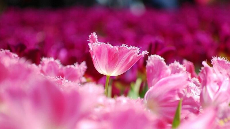 Pink Fringed Tulip — Serene, Afternoon